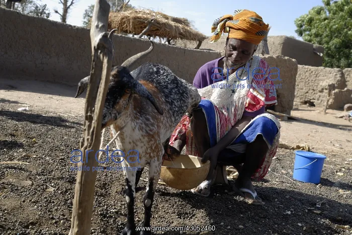 : A woman during milking goats Tieblena Mali : A woman during milking goats Tieblena Mali