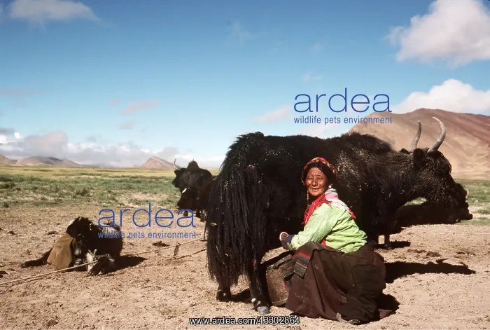 : WOMAN MILKING YAK : WOMAN MILKING YAK