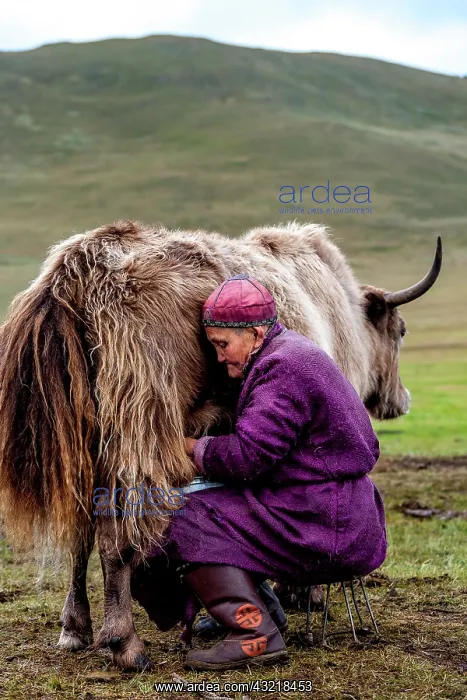 : Woman Mongolian milking his Dzo - Mongolia Arkhangai : Woman Mongolian milking his Dzo - Mongolia Arkhangai