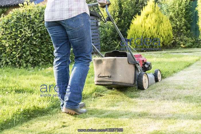 : Woman mowing a lawn, summer, Pas de Calais, France : Woman mowing a lawn, summer, Pas de Calais, France