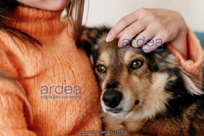 : woman petting adorable dog. High resolution photo : woman petting adorable dog. High resolution photo