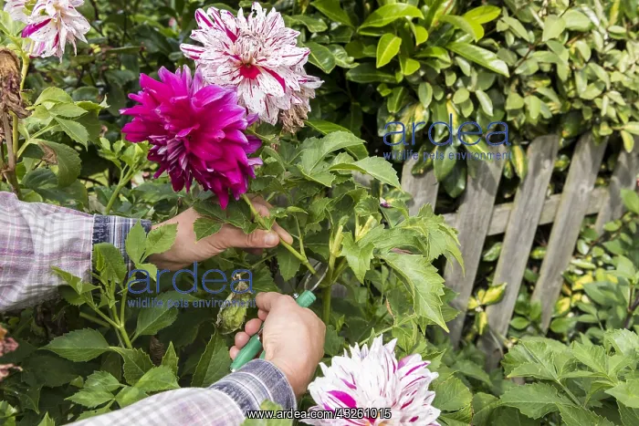  : Woman picking Dahlias in a garden