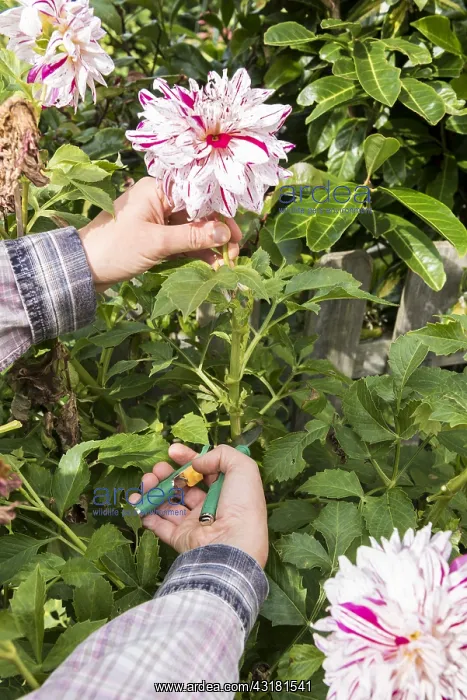 : Woman picking Dahlias in a garden in summer, Pas : Woman picking Dahlias in a garden in summer, Pas