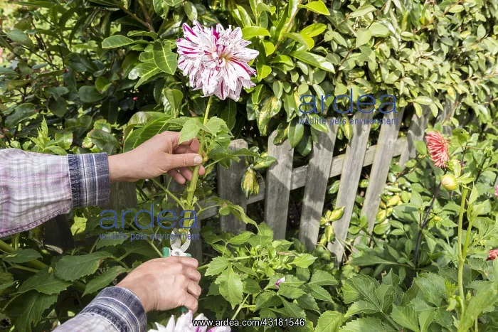 : Woman picking Dahlias in a garden in summer, Pas : Woman picking Dahlias in a garden in summer, Pas