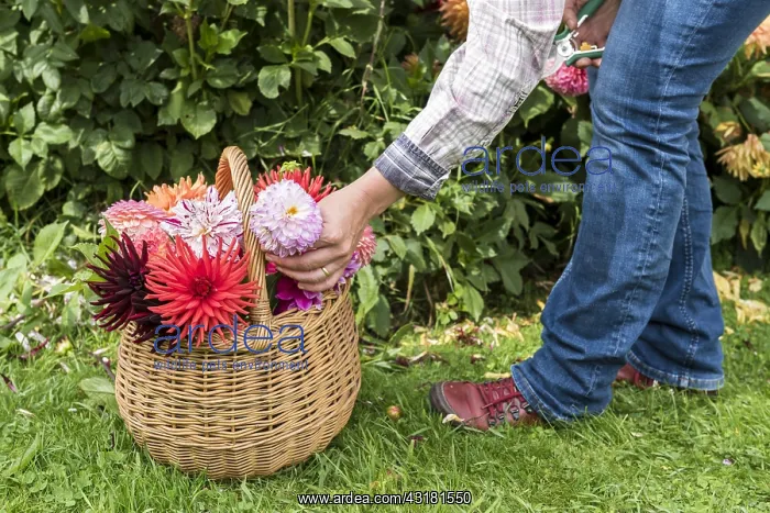 : Woman picking Dahlias in a garden in summer, Pas : Woman picking Dahlias in a garden in summer, Pas