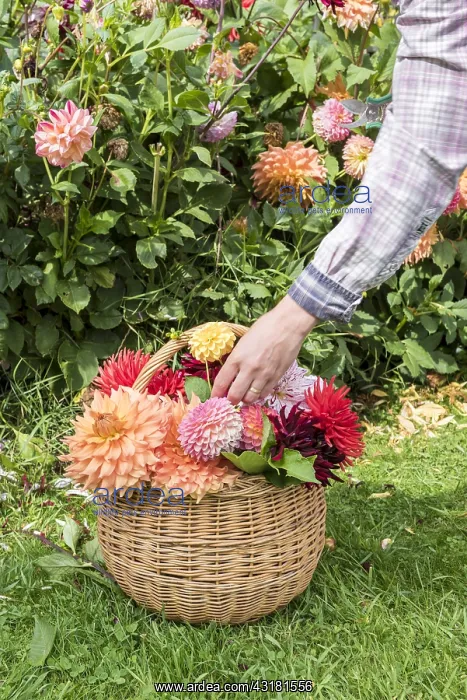 : Woman picking Dahlias in a garden in summer, Pas : Woman picking Dahlias in a garden in summer, Pas
