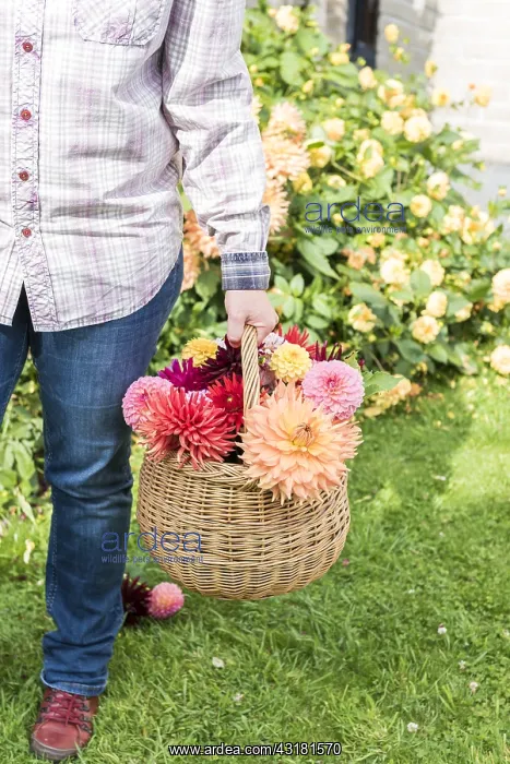 : Woman picking Dahlias in a garden in summer, Pas : Woman picking Dahlias in a garden in summer, Pas