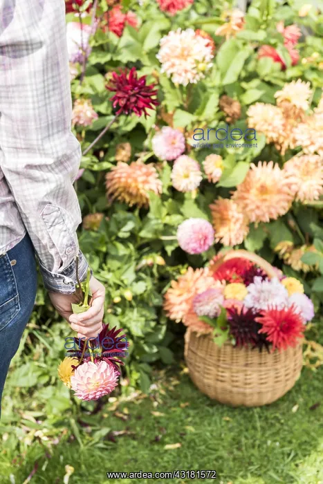 : Woman picking Dahlias in a garden in summer, Pas : Woman picking Dahlias in a garden in summer, Pas