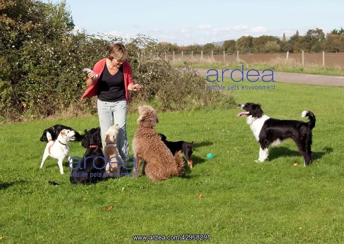 : Woman playing with dogs : Woman playing with dogs