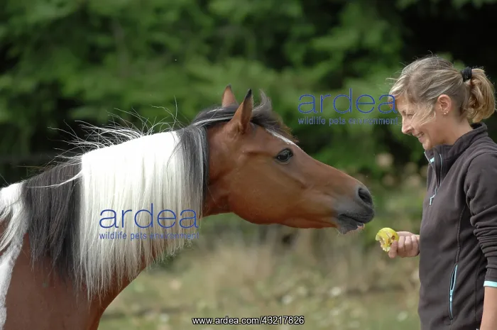 : Woman and Pony Dutch pied - France : Woman and Pony Dutch pied - France