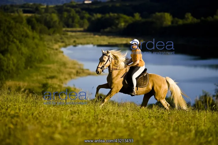 : Woman riding a Akhal-Teke horse galloping front of a lake : Woman riding a Akhal-Teke horse galloping front of a lake