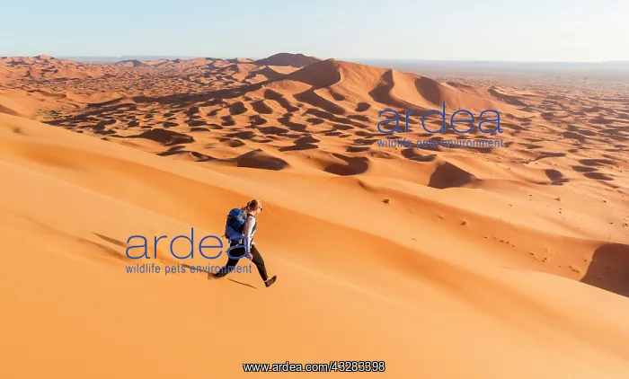 : Woman running downhill, red sand dunes in the desert : Woman running downhill, red sand dunes in the desert