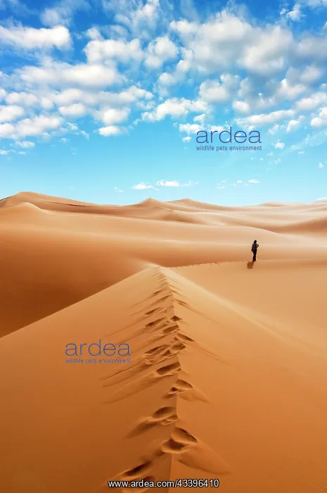 : Woman alone in the Sahara Desert, Erg Murzuq, Sahara : Woman alone in the Sahara Desert, Erg Murzuq, Sahara