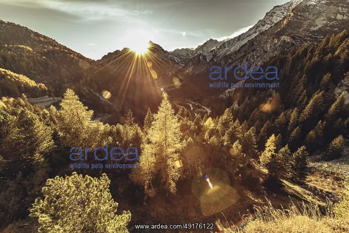 : Woman sitting thoughtfully at a feslen at autumn atmosphere during sunset in the Swiss Alps in the Engadine : Woman sitting thoughtfully at a feslen at autumn atmosphere during sunset in the Swiss Alps in the Engadine