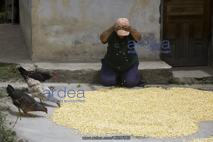 : Woman spreading Corn on the soil to dry it Ecuador : Woman spreading Corn on the soil to dry it Ecuador