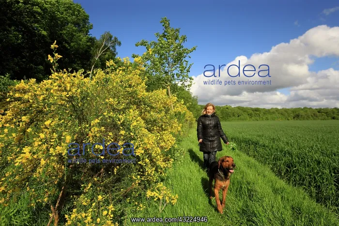 : Woman walking her dog in the countryside - Picardy France : Woman walking her dog in the countryside - Picardy France