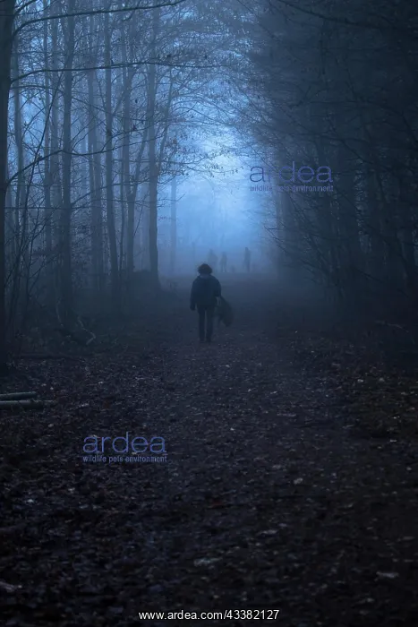: Woman walking through the forest at dusk towards three other : Woman walking through the forest at dusk towards three other