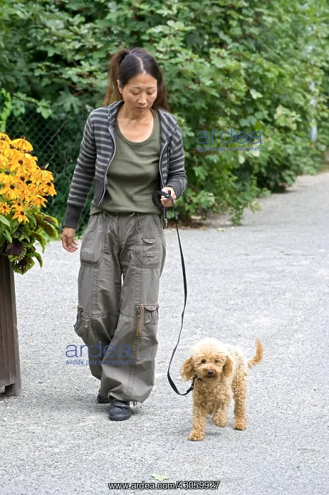 : Woman walking with a miniature poodle bitch in a garden : Woman walking with a miniature poodle bitch in a garden