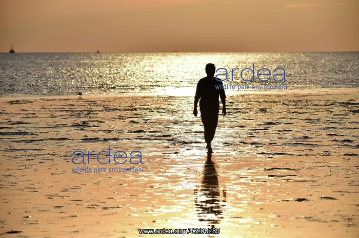 : Woman walking on the mudflats at sunset, Schlesw : Woman walking on the mudflats at sunset, Schlesw