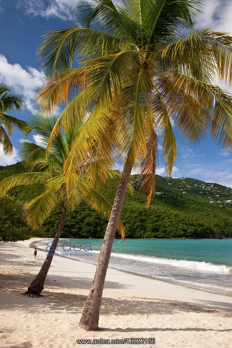 : Woman walking along the white sandy beach : Woman walking along the white sandy beach