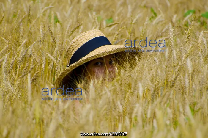 : Woman in the Wheat Field with a Straw Hat : Woman in the Wheat Field with a Straw Hat