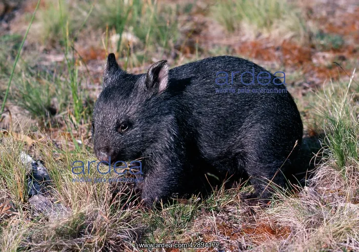 : Wombat - 3 months old : Wombat - 3 months old