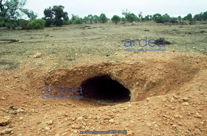  : WOMBAT Burrow  /  warren