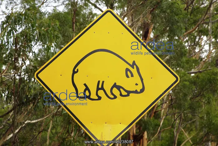 : Wombat warning sign, Tasman Peninsula, Southern : Wombat warning sign, Tasman Peninsula, Southern