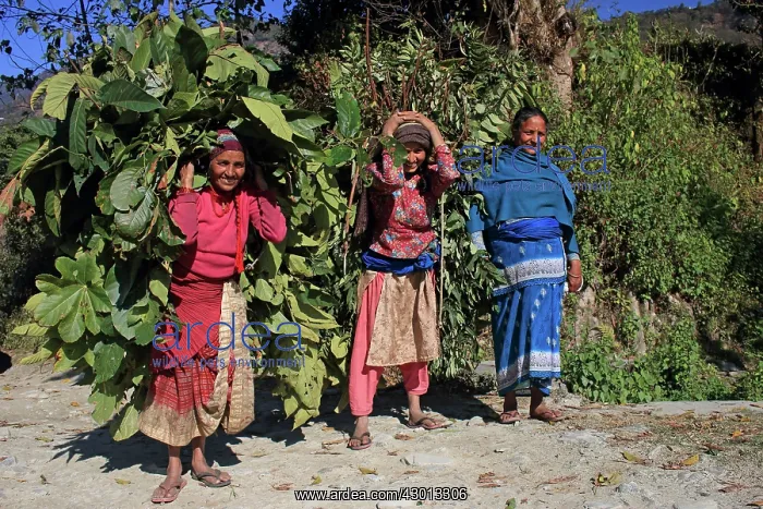 : Women carrying bundle of leaves to feed cattle : Women carrying bundle of leaves to feed cattle
