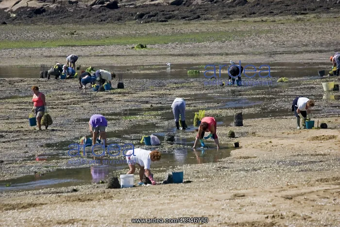 : Women collecting shellfish from estuary at low tide : Women collecting shellfish from estuary at low tide
