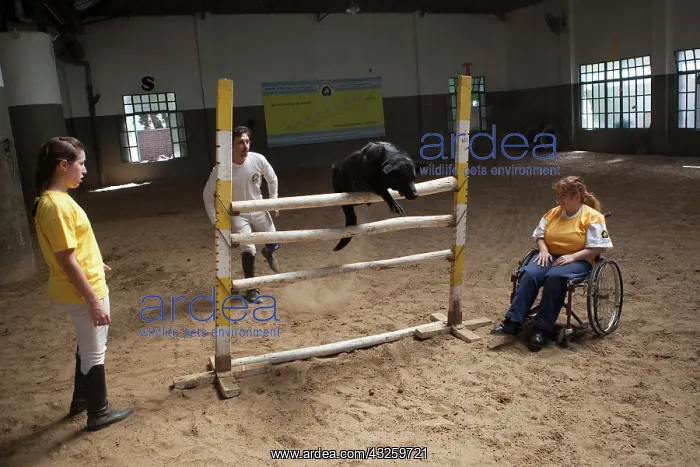 : Women and dog jumping in a horse therapy center : Women and dog jumping in a horse therapy center