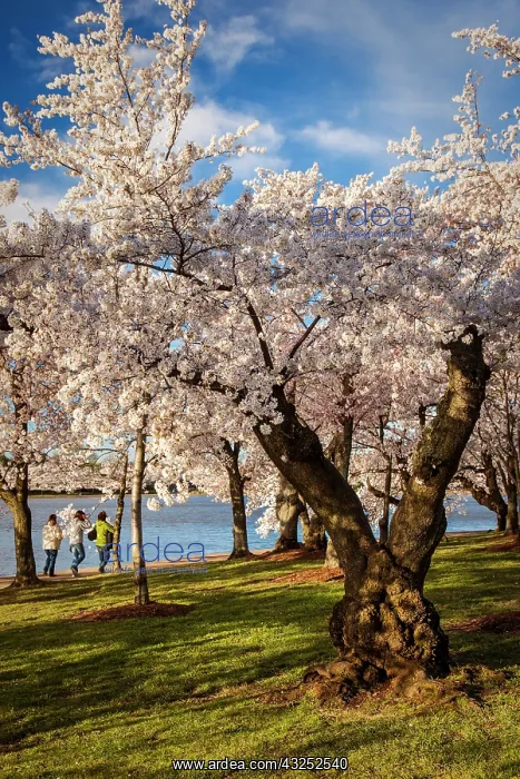 : Three women out early enjoying the cherry : Three women out early enjoying the cherry