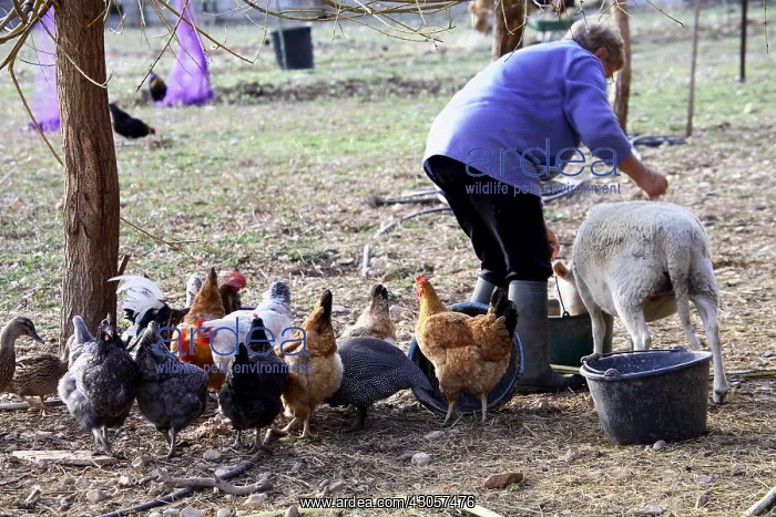 : Women giving food in a farmyard France : Women giving food in a farmyard France