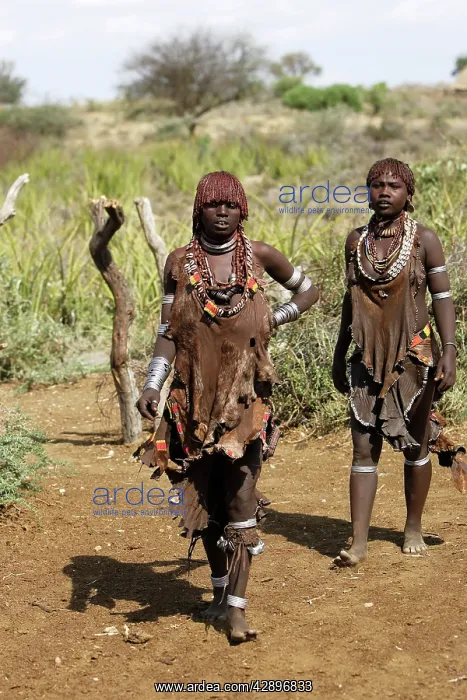 : Women - Hamer tribe : Women - Hamer tribe