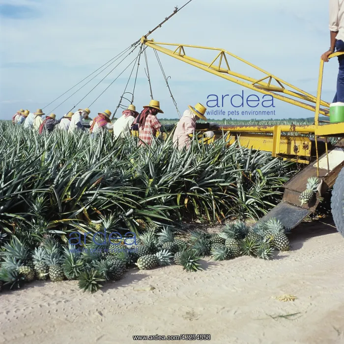 : Women harvesting Pineapple crop, Thailand : Women harvesting Pineapple crop, Thailand