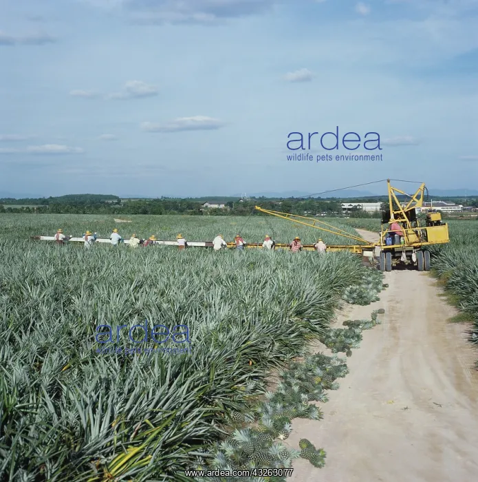  : Women harvesting pineapples, Thailand