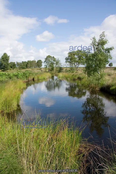 : Womere Pool - Cannock Chase AONB : Womere Pool - Cannock Chase AONB
