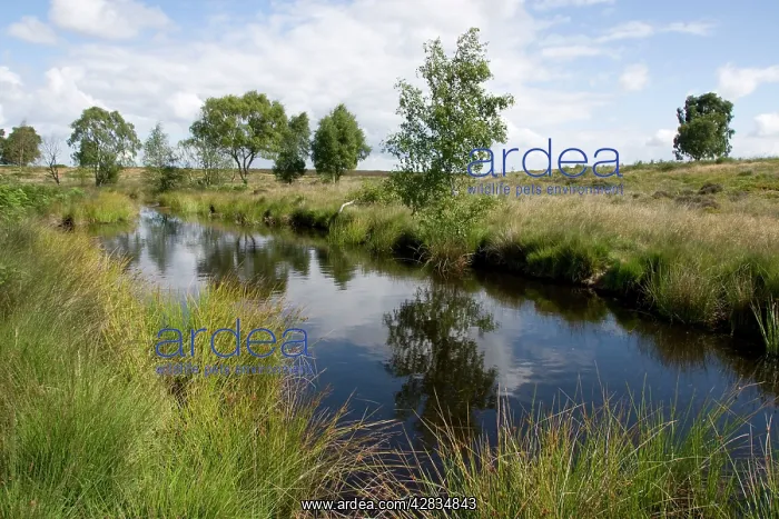 : Womere Pool - Cannock Chase AONB : Womere Pool - Cannock Chase AONB
