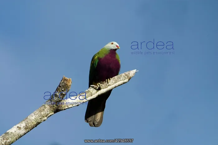 : Wompoo Fruit-Dove : Wompoo Fruit-Dove