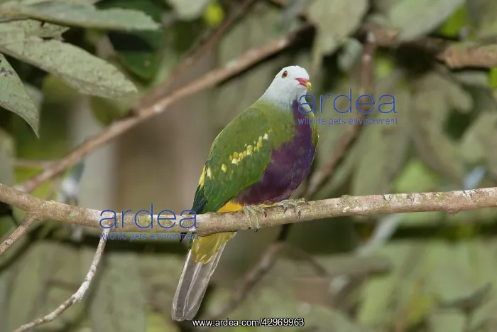: Wompoo Fruit-Dove : Wompoo Fruit-Dove