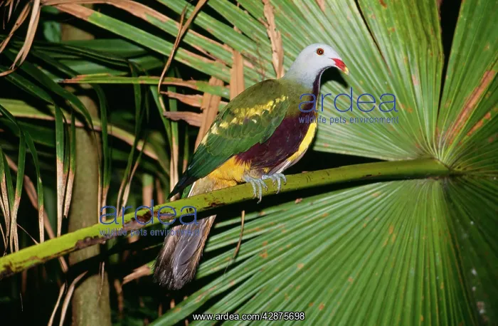 : Wompoo Fruit-dove - in palm tree : Wompoo Fruit-dove - in palm tree