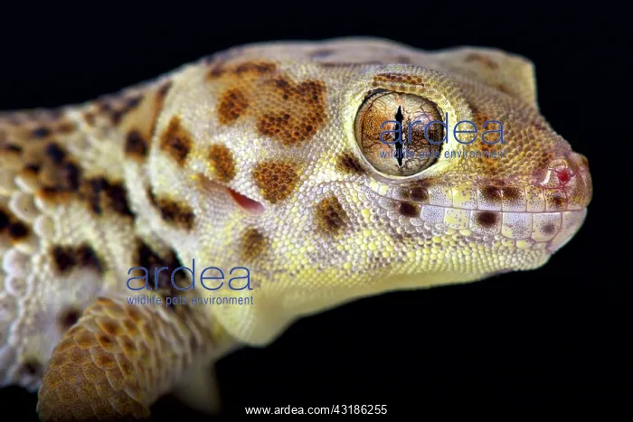 : Wonder gecko (Teratoscincus scincus), China : Wonder gecko (Teratoscincus scincus), China