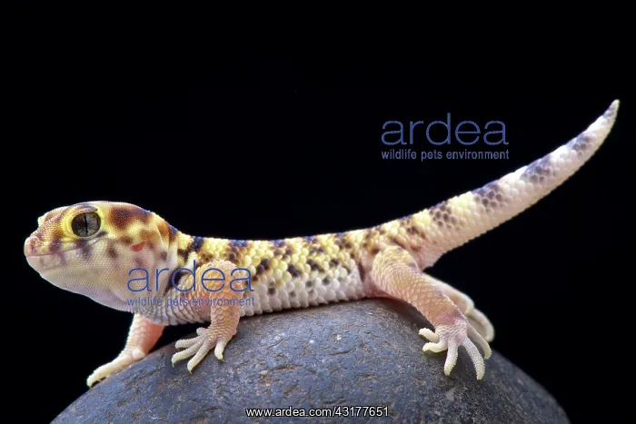 : Wonder gecko (Teratoscincus scincus keyserlingi) : Wonder gecko (Teratoscincus scincus keyserlingi)