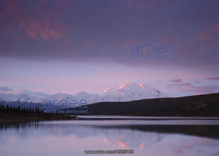 : Wonder Lake and the Alaska Range with Mount Den : Wonder Lake and the Alaska Range with Mount Den