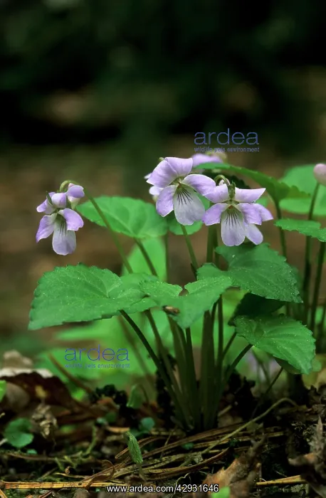: Wonder violet - flowering : Wonder violet - flowering