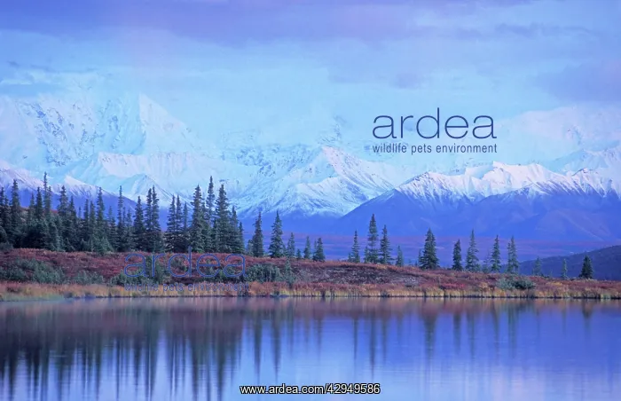 : Wonderlake - with mountain range and mount McKinley : Wonderlake - with mountain range and mount McKinley