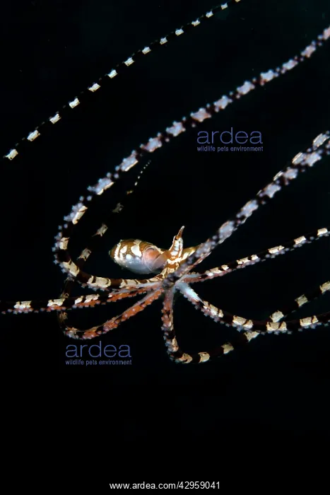 : Wonderpus Octopus : Wonderpus Octopus