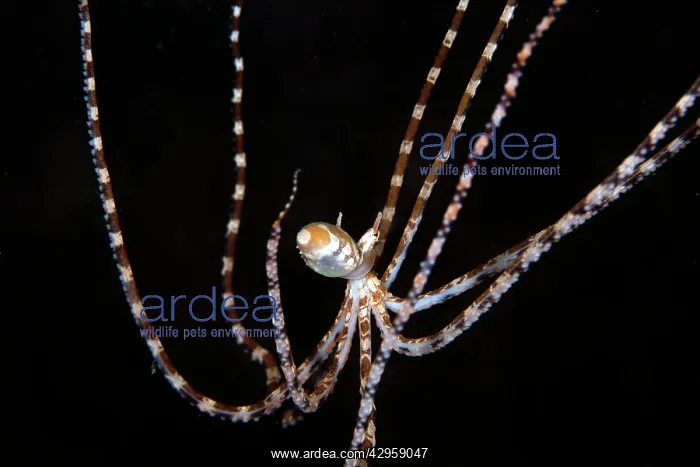 : Wonderpus Octopus : Wonderpus Octopus