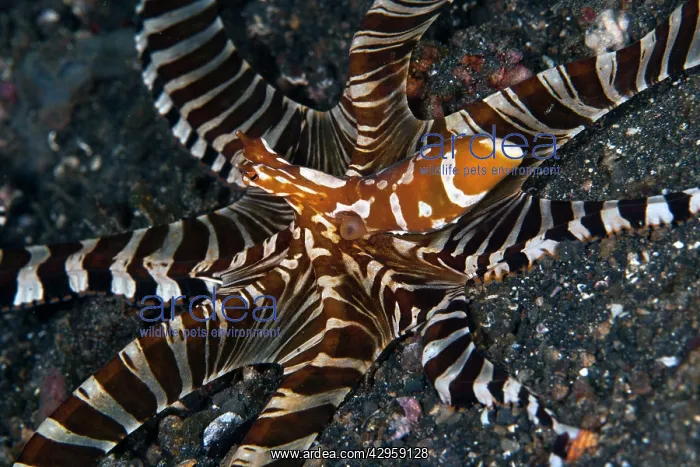 : Wonderpus Octopus : Wonderpus Octopus