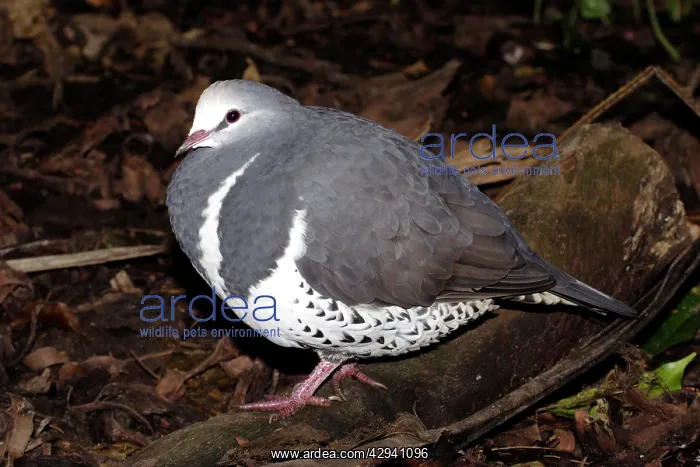 : Wonga pigeon : Wonga pigeon